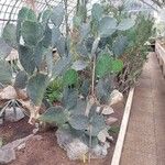 Opuntia stricta عادت