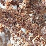 Astilbe macroflora Fruit