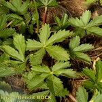 Potentilla pyrenaica Other