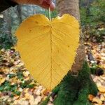 Betula maximowicziana Leaf