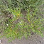 Salicornia europaea Агульны выгляд