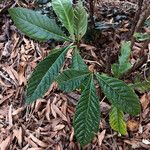 Eriobotrya japonica Likasa