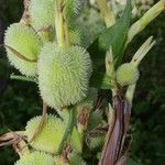 Canna glauca Fruct