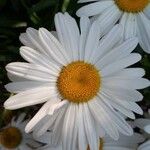 Leucanthemum vulgareVirág