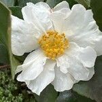 Camellia oleifera Blüte