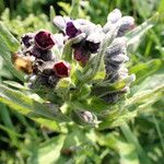 Cynoglossum officinale Lorea