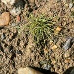 Cyperus subsquarrosus 整株植物