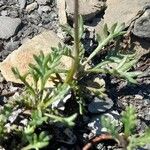 Leucanthemopsis alpina 葉