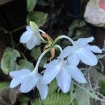 Urceolina × grandiflora Cvet