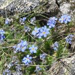 Eritrichium nanum Other