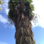 Washingtonia robusta Lapas