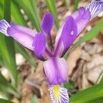 Iris graminea Кветка