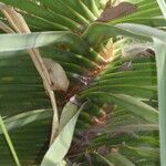 Pandanus spiralis Hoja