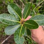Sideroxylon borbonicum Yaprak