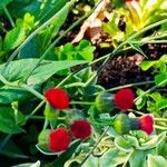 Emilia coccinea Flower