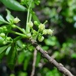 Picrella trifoliata