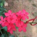 Plumbago indica 花