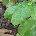 Plumbago europaea Leaf