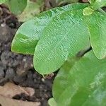 Plumbago europaea Deilen