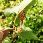 Aristolochia pilosa Květ