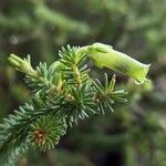 Erica brachialis