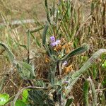 Hygrophila auriculata Deilen