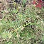 Galium tricornutum Blatt