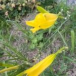 Hemerocallis middendorffii Λουλούδι