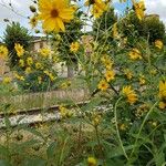 Helianthus tuberosusFiore