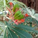 Jatropha multifida Vrucht