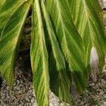 Alpinia zerumbet Leaf