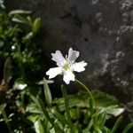 Heliosperma pusillum Květ
