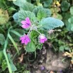 Erodium malacoidesKvet