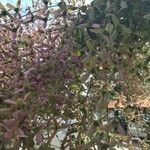 Congea tomentosa Hoja