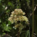 Leptarrhena pyrolifolia Blüte