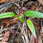 Achlydosa glandulosa 整株植物