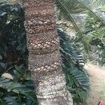 Cycas pectinata عادت داشتن