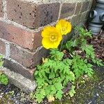 Papaver cambricum Kukka