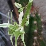 Chlorophytum comosum Flower