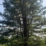 Pinus strobiformis Habit