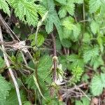 Humulus lupulusDeilen