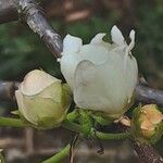 Pyrus calleryana Flower