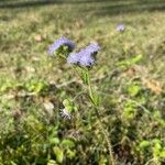 Ageratum conyzoides Лист