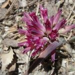 Allium monticola Fleur