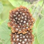 Dombeya pilosa Fruit
