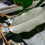 Elaeagnus x submacrophylla Other