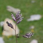 Poa alpina Blomma