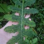 Cirsium oleraceumЛист