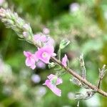 Veronica catenata Fiore