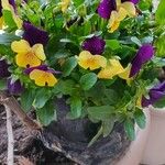 Viola tricolorBlodyn